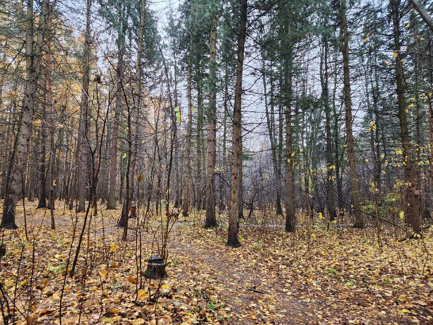 вертикалки, пушкино,