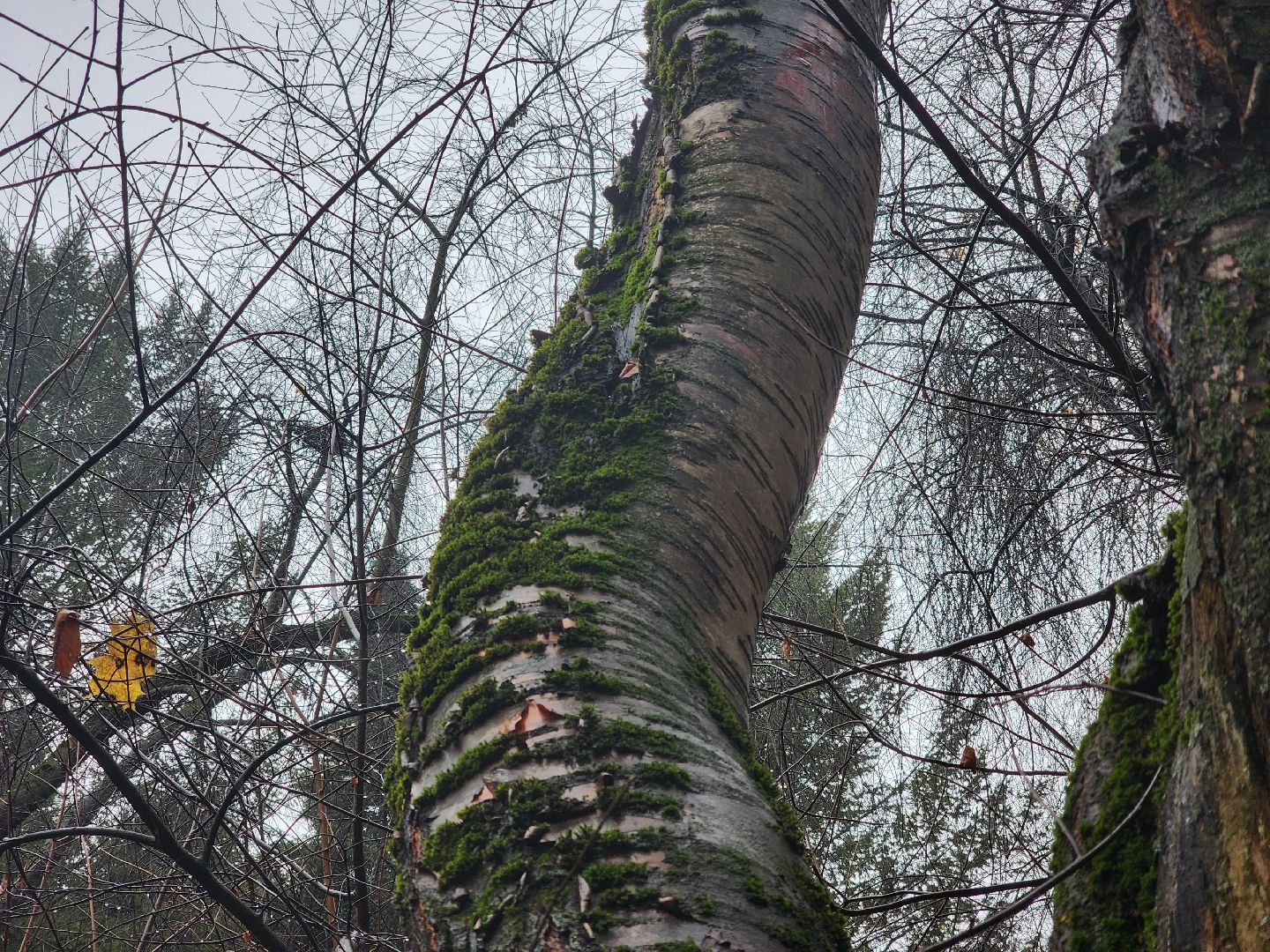 вертикалки, пушкино,