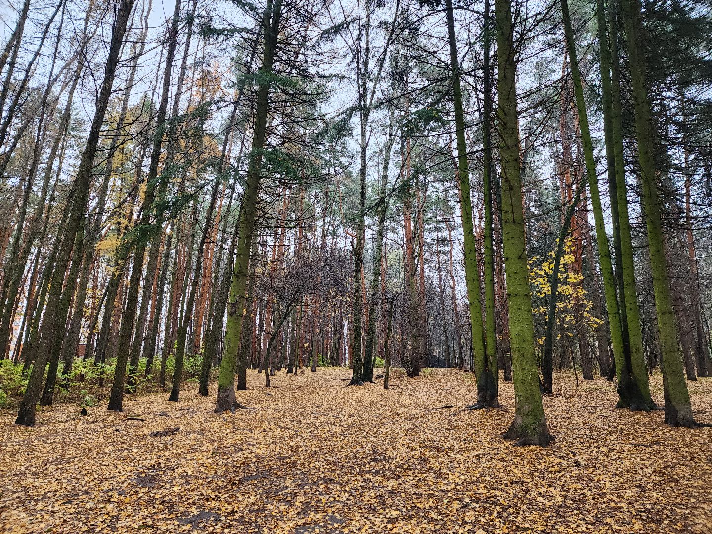 вертикалки, пушкино,