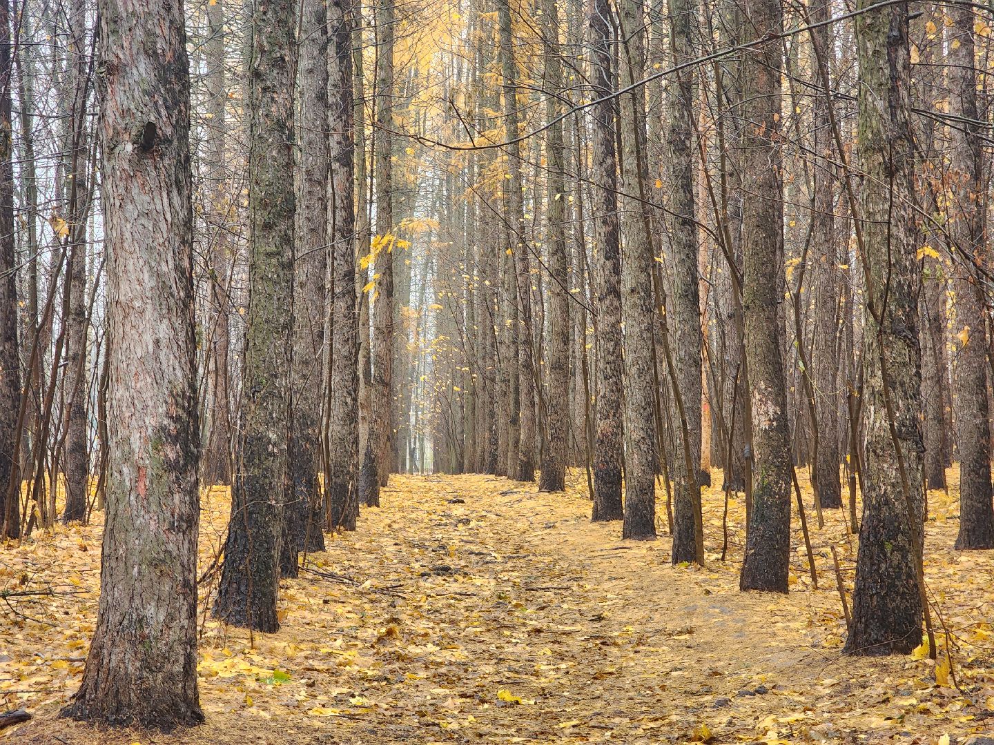 вертикалки, пушкино,