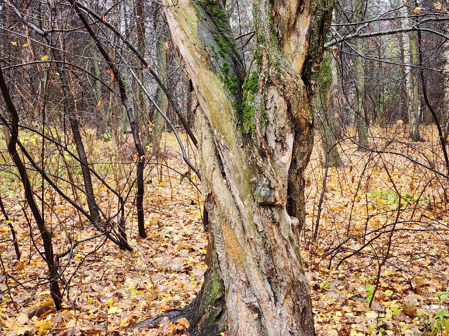 вертикалки, пушкино,