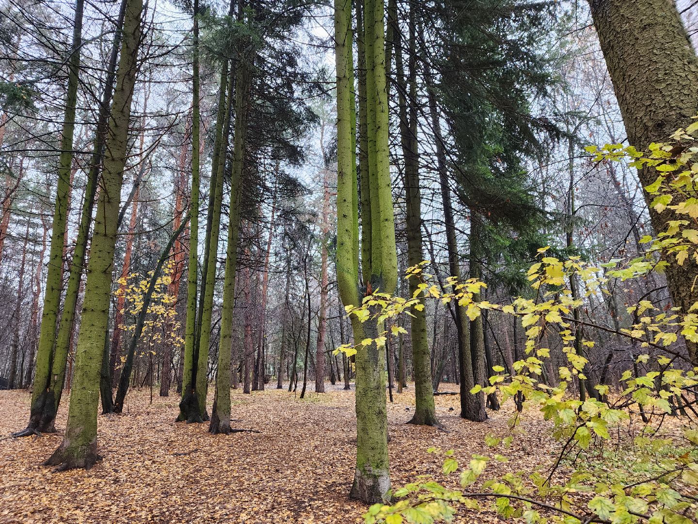 вертикалки, пушкино,