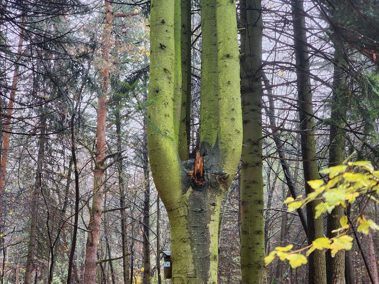 вертикалки, пушкино,
