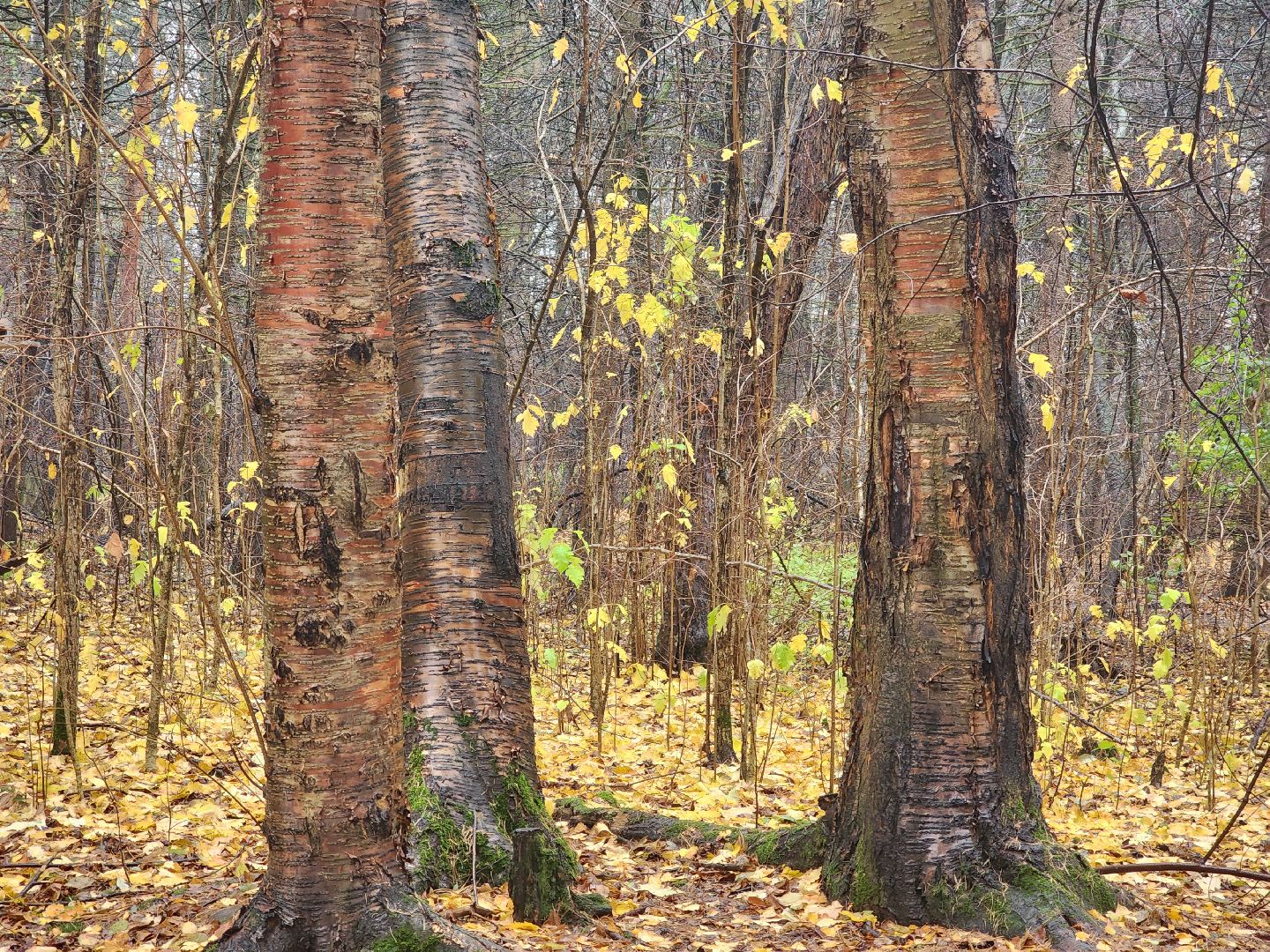 вертикалки, пушкино,