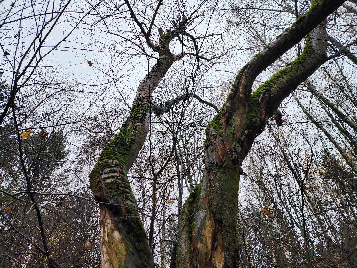 вертикалки, пушкино,