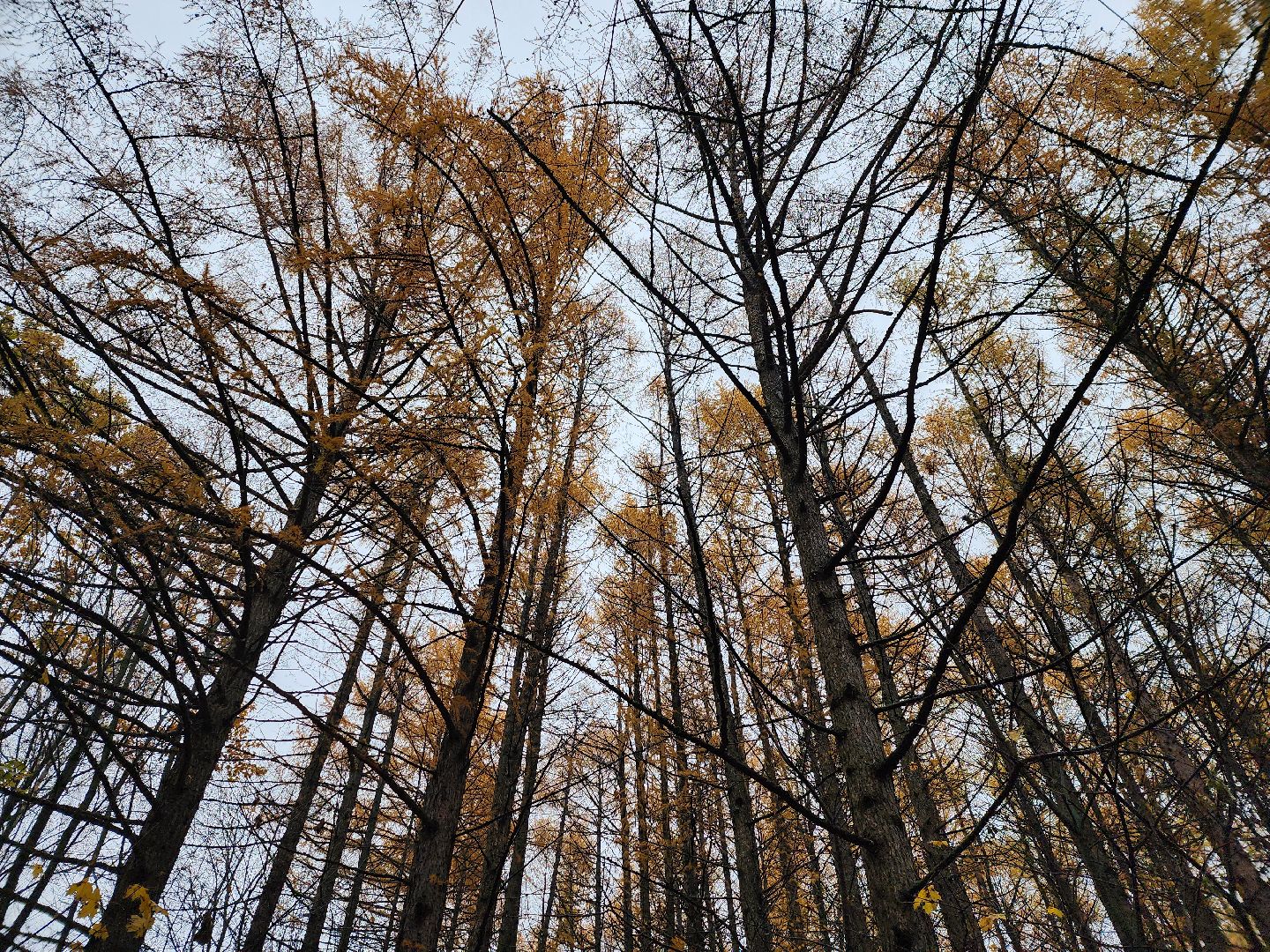 вертикалки, пушкино,