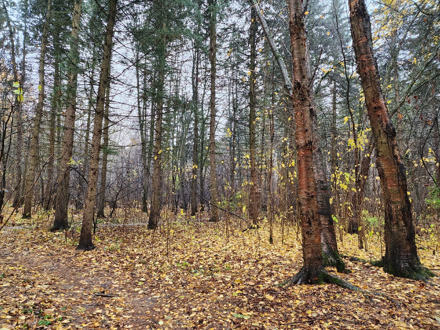 вертикалки, пушкино,