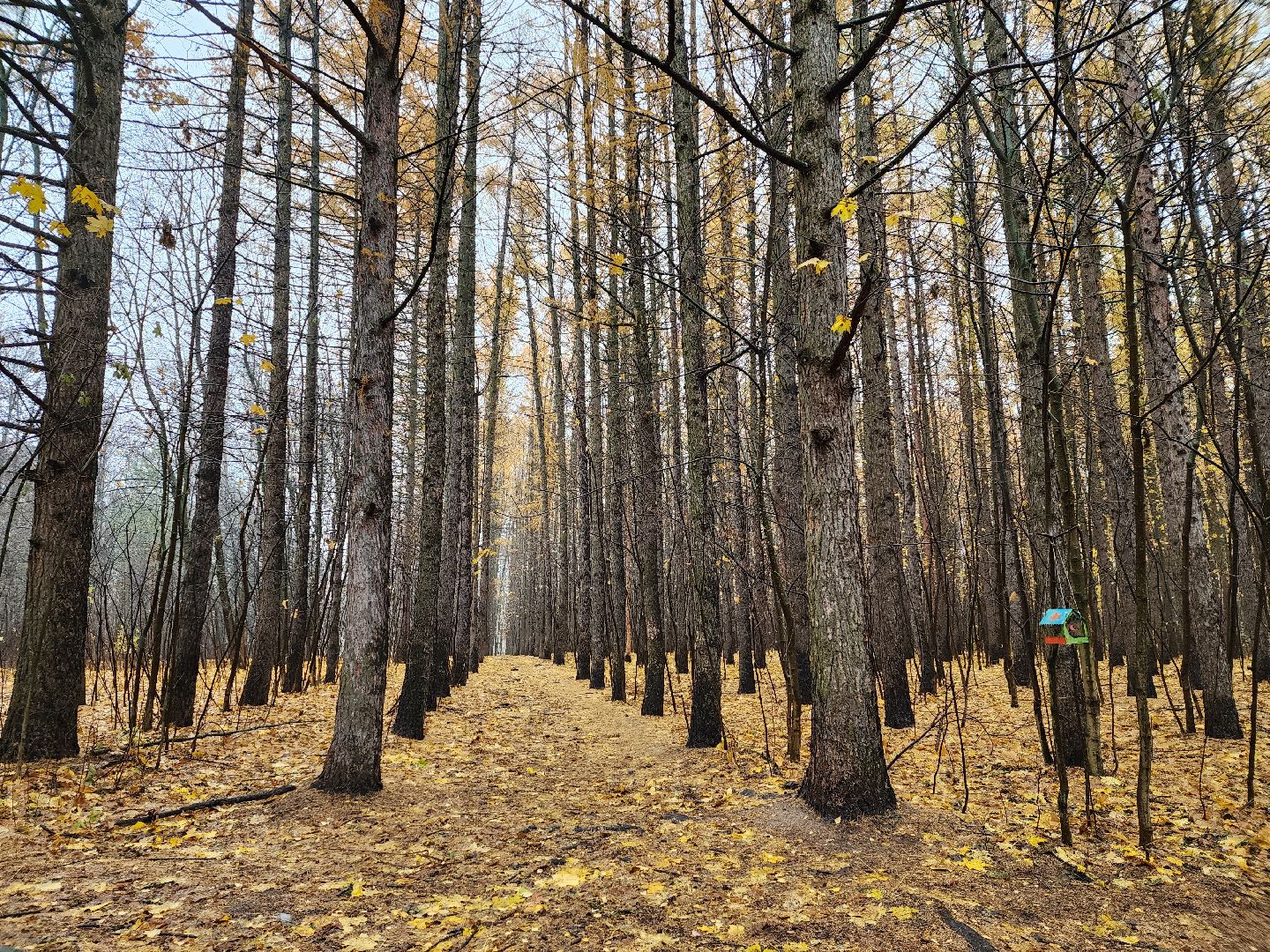 вертикалки, пушкино,