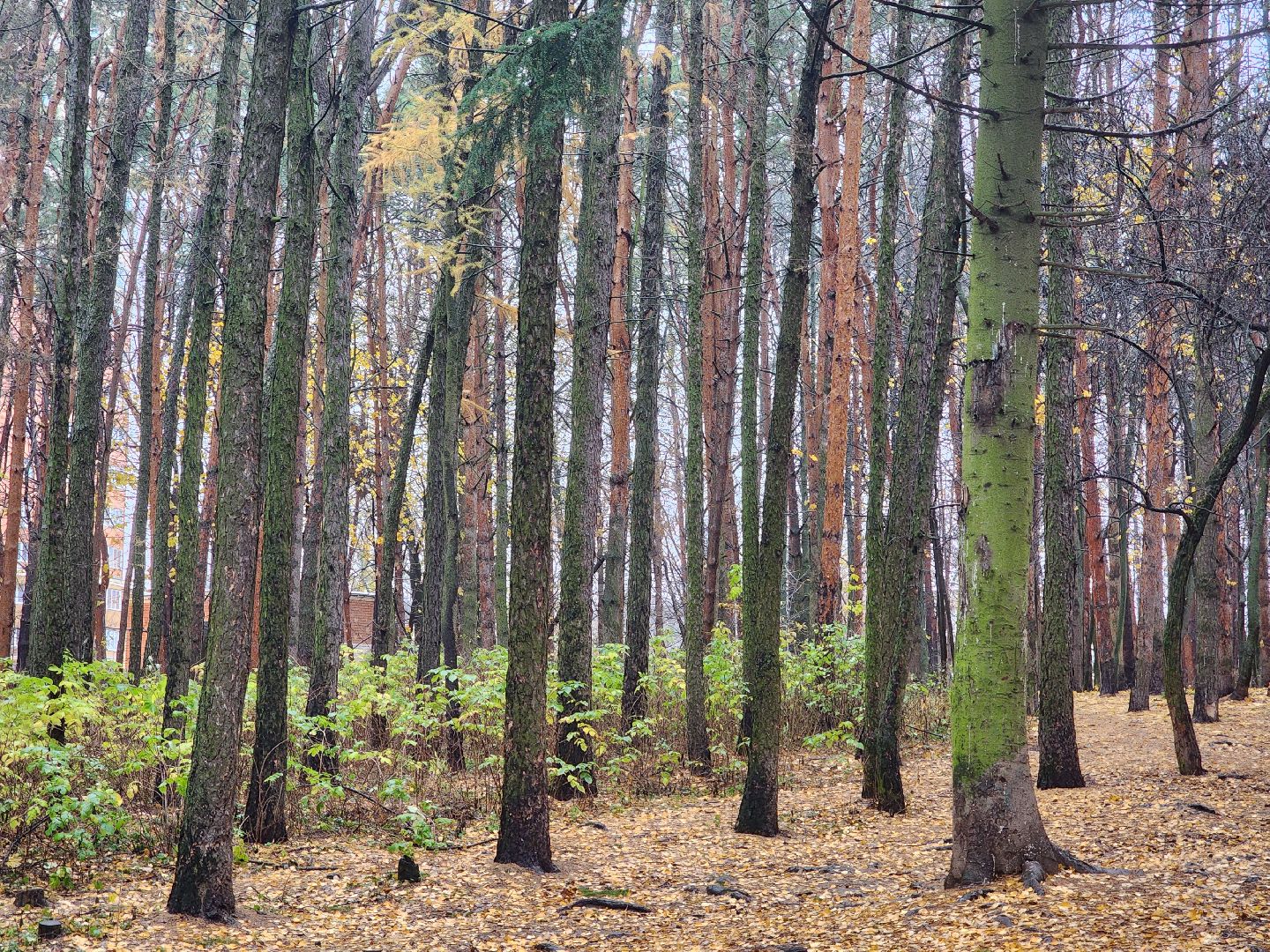 вертикалки, пушкино,