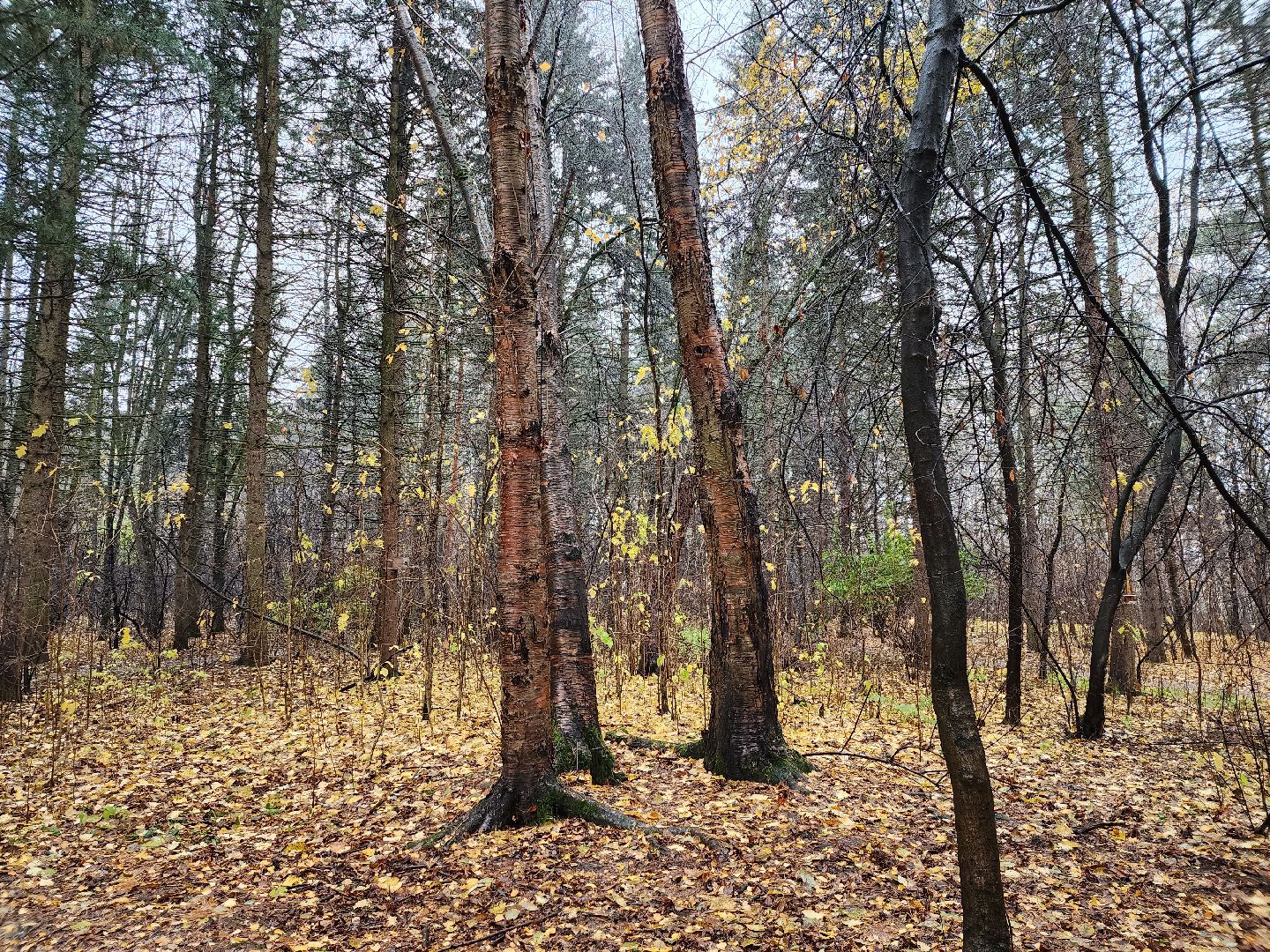вертикалки, пушкино,