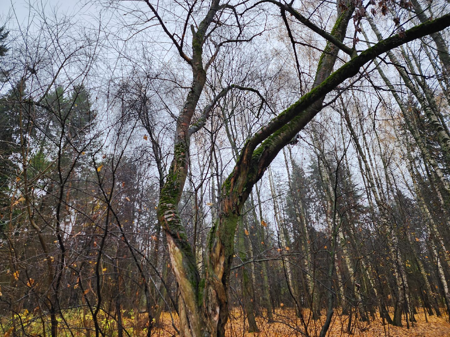 вертикалки, пушкино,