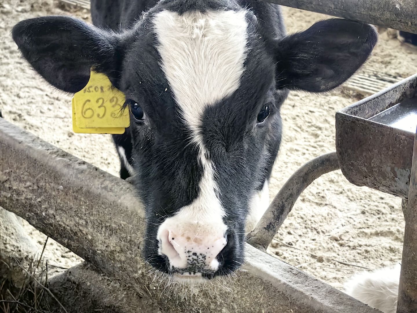 крупный рогатый коровник, ферма, удой, молоко, продукция, вертикалки