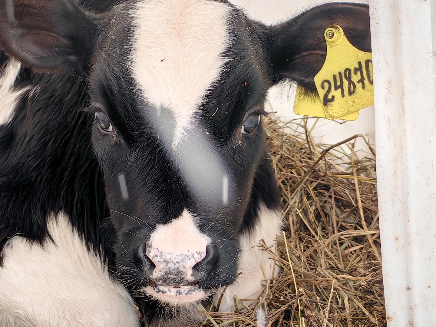 крупный рогатый коровник, ферма, удой, молоко, продукция, вертикалки