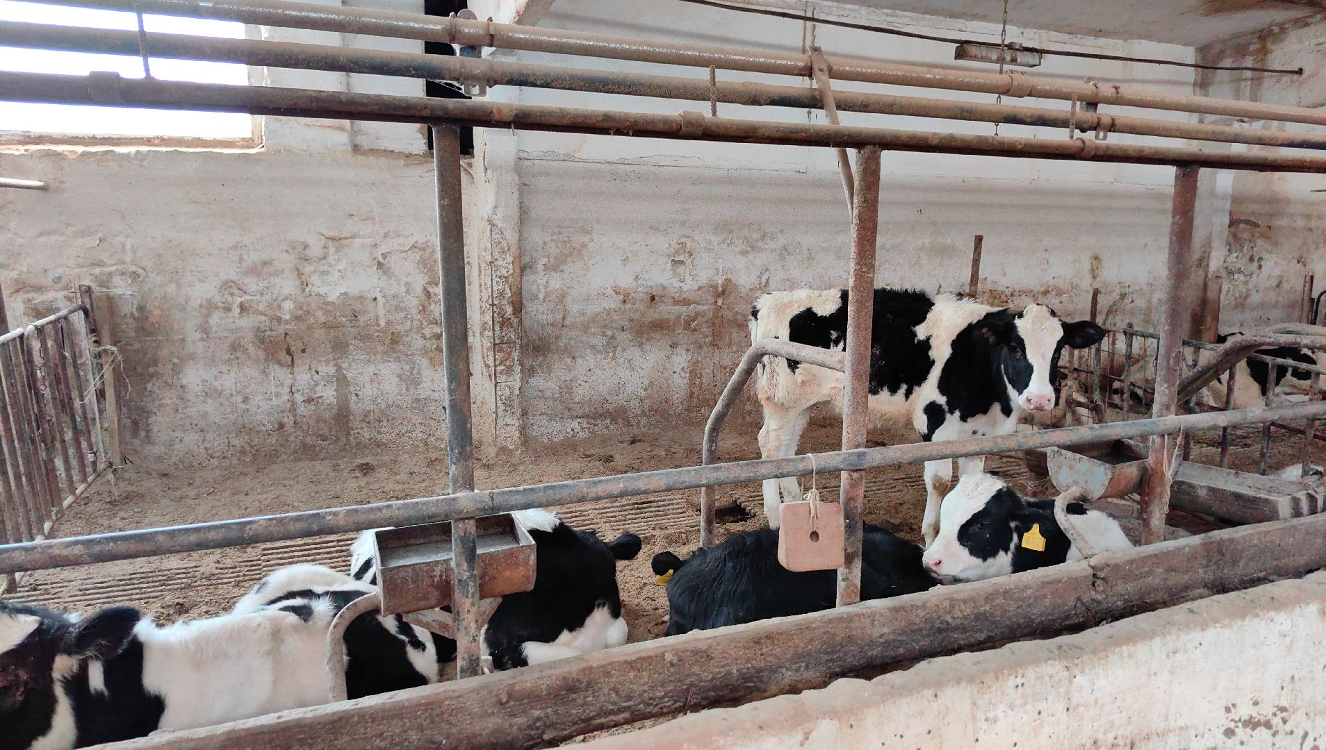 крупный рогатый коровник, ферма, удой, молоко, продукция, вертикалки