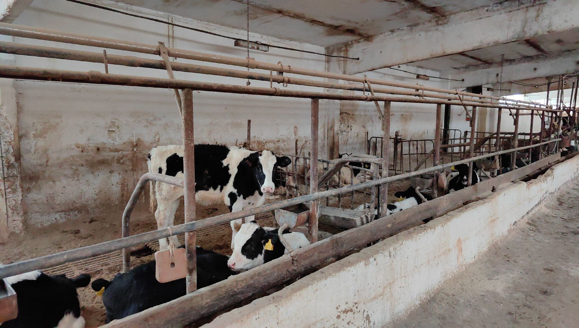 крупный рогатый коровник, ферма, удой, молоко, продукция, вертикалки