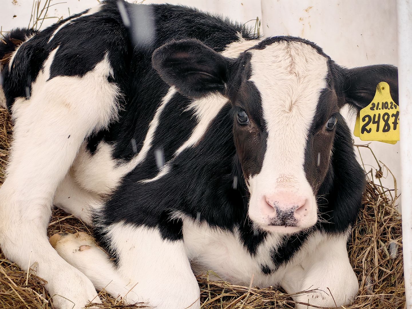 крупный рогатый коровник, ферма, удой, молоко, продукция, вертикалки