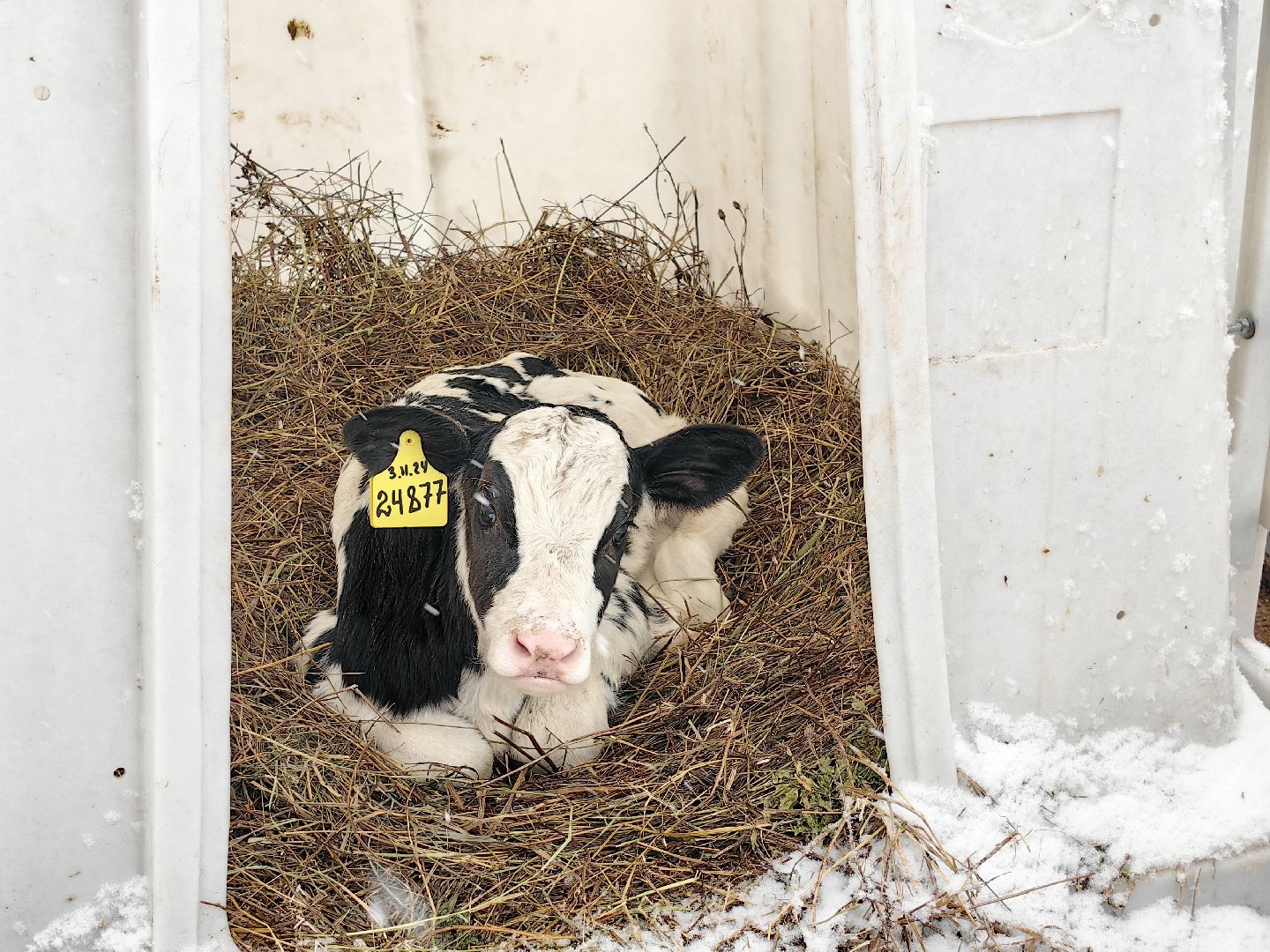 крупный рогатый коровник, ферма, удой, молоко, продукция, вертикалки