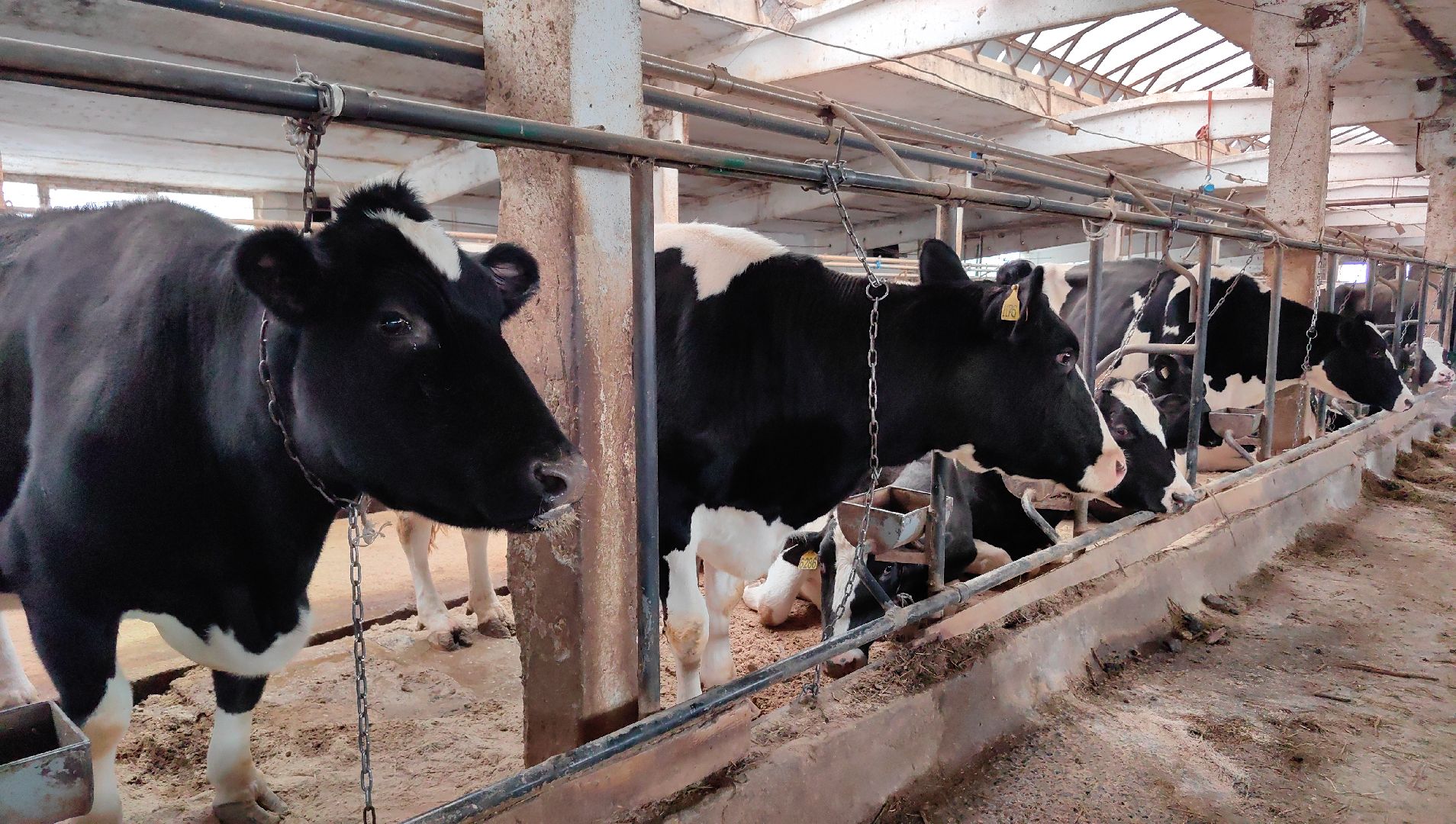 крупный рогатый коровник, ферма, удой, молоко, продукция, вертикалки