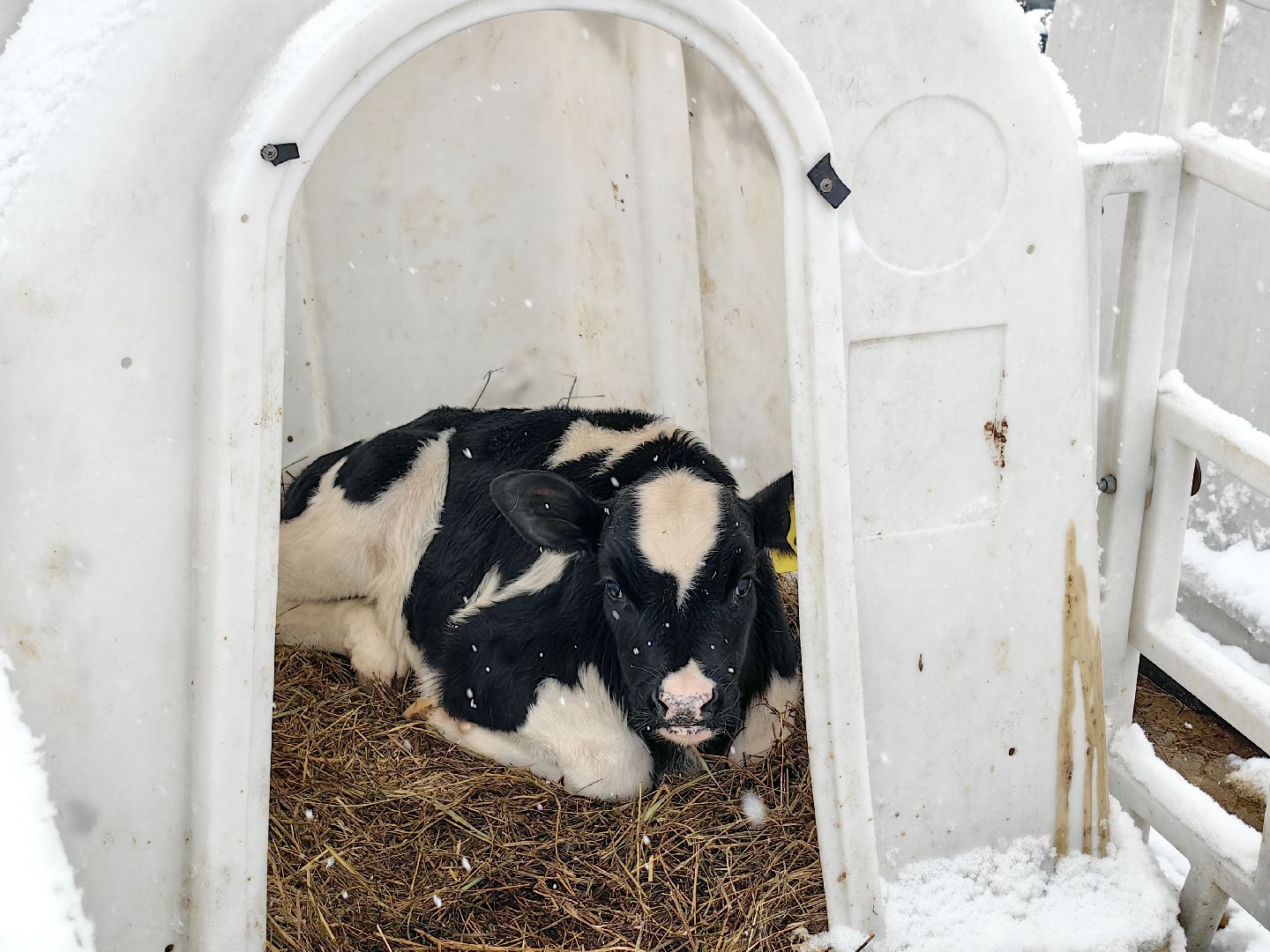 крупный рогатый коровник, ферма, удой, молоко, продукция, вертикалки