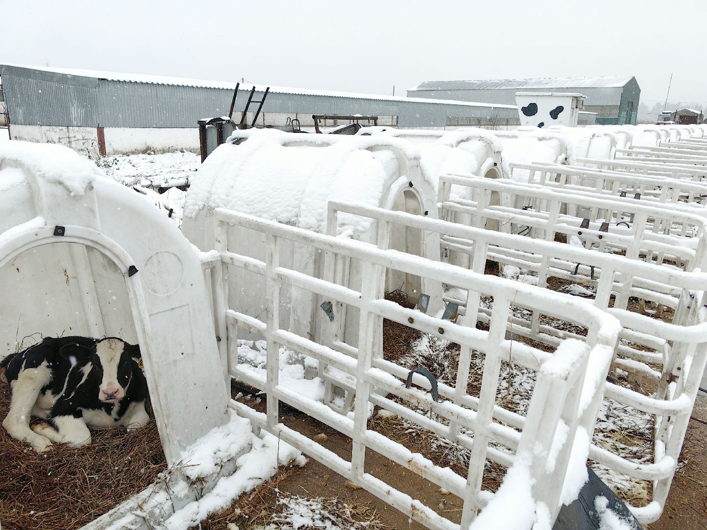 крупный рогатый коровник, ферма, удой, молоко, продукция, вертикалки