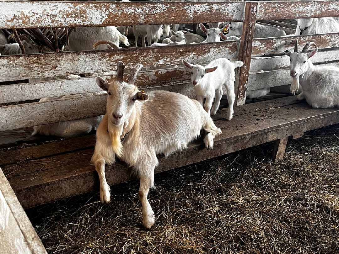 Можайский Округ, Подмосковье, Агротуризм, Экоферма