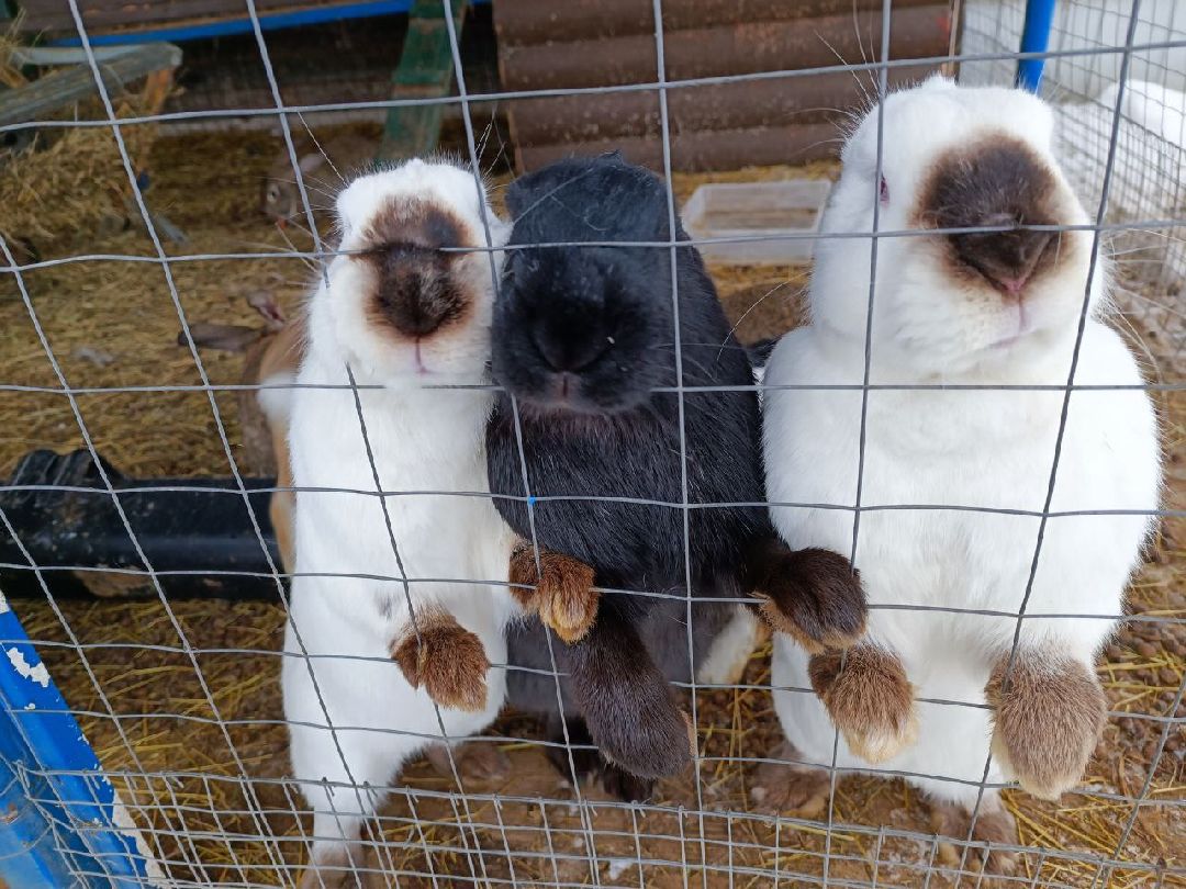 Можайский Округ, Подмосковье, Агротуризм, Экоферма