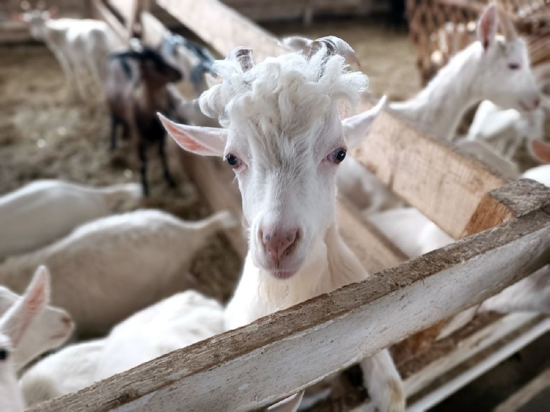 Можайский Округ, Подмосковье, Агротуризм, Экоферма