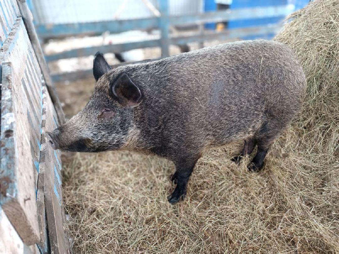 Можайский Округ, Подмосковье, Агротуризм, Экоферма