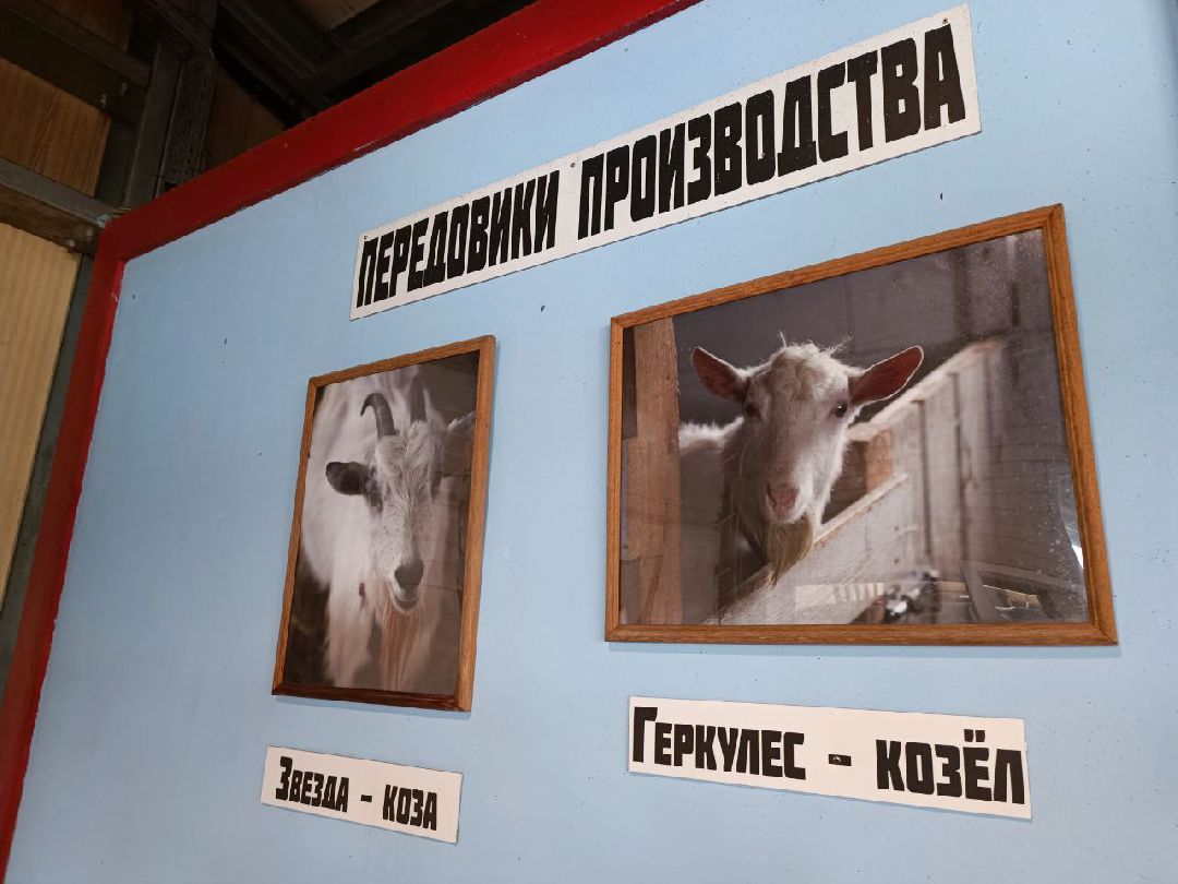 Можайский Округ, Подмосковье, Агротуризм, Экоферма