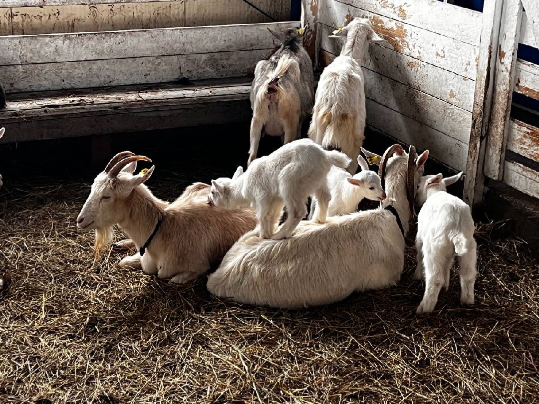 Можайский Округ, Подмосковье, Агротуризм, Экоферма