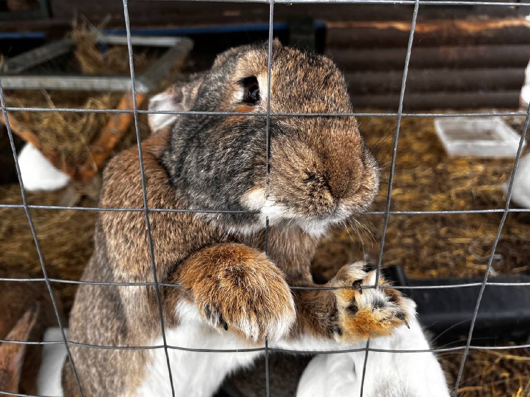 Можайский Округ, Подмосковье, Агротуризм, Экоферма