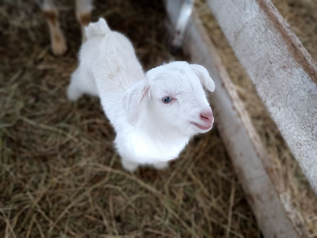 Можайский Округ, Подмосковье, Агротуризм, Экоферма