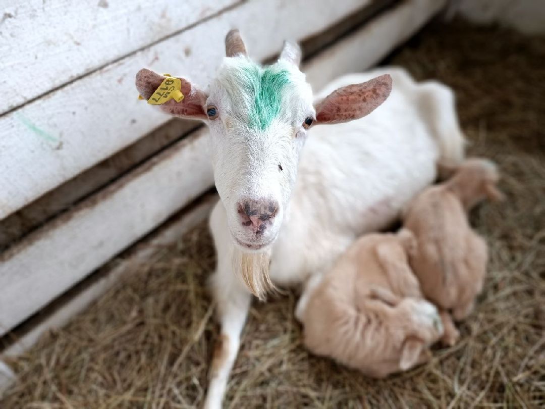 Можайский Округ, Подмосковье, Агротуризм, Экоферма