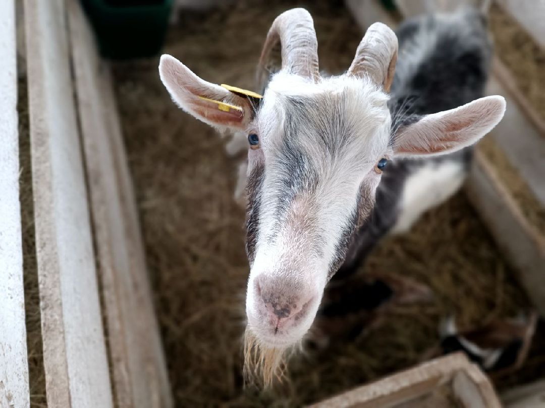 Можайский Округ, Подмосковье, Агротуризм, Экоферма
