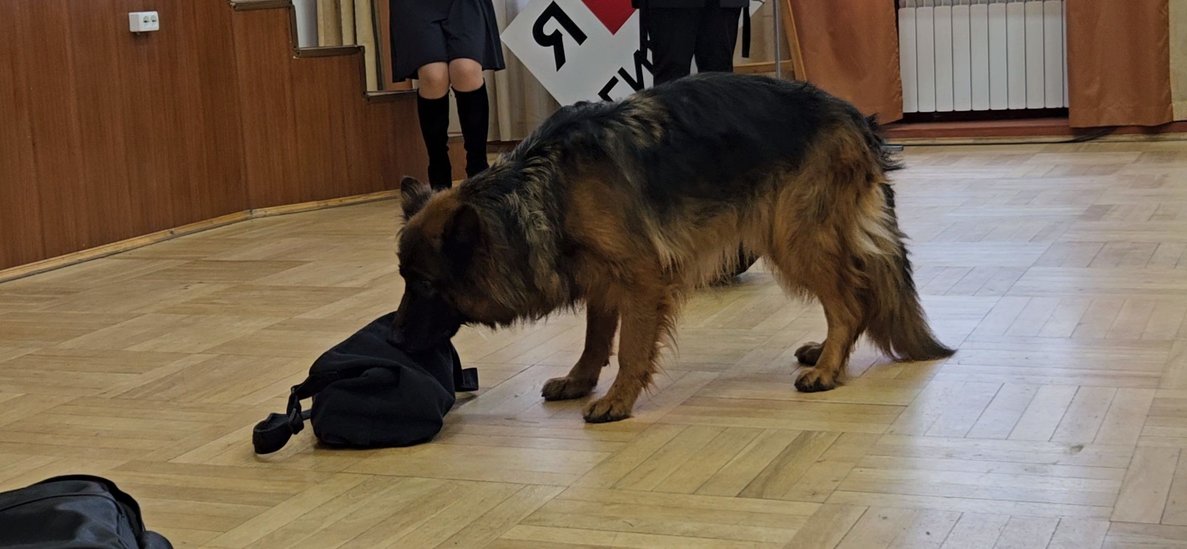 профориентация, школа, Жуковский, полиция, кинолог, кинологическая служба, собака,