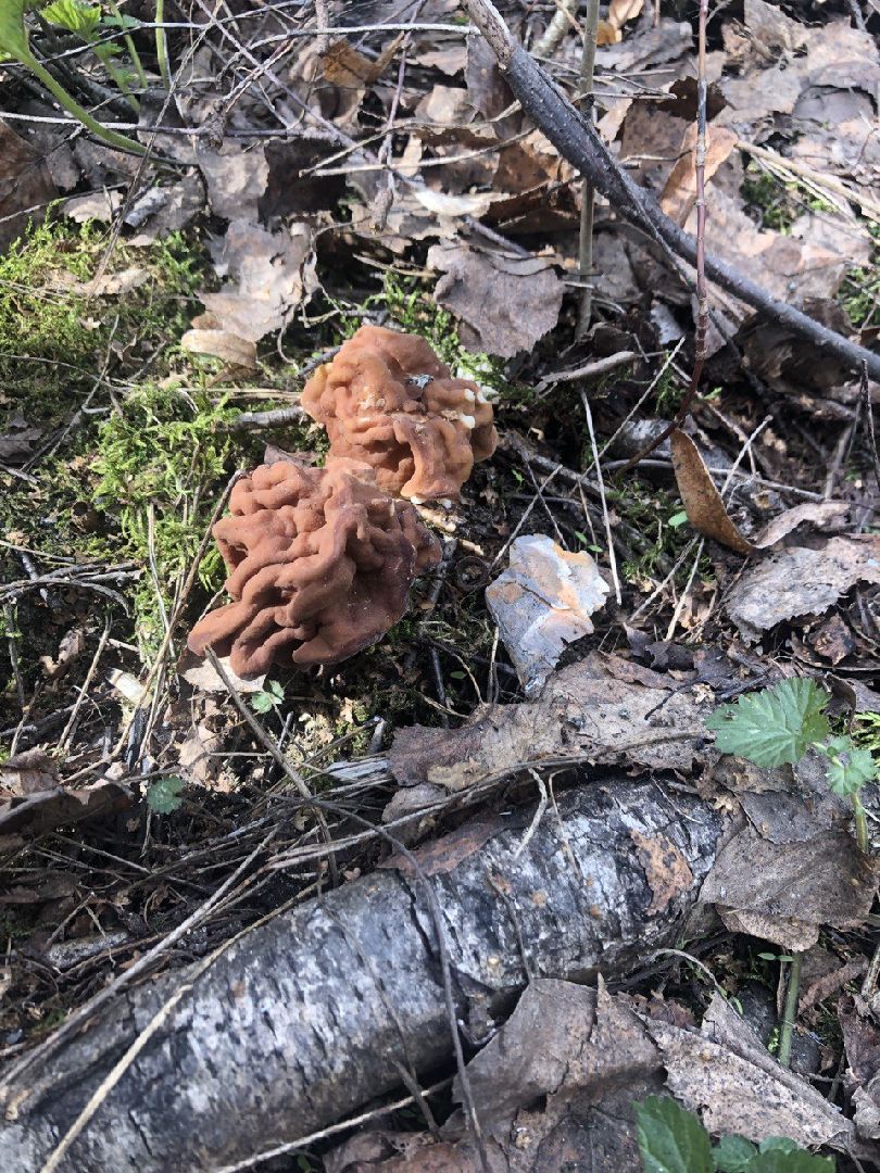 Грибной сезон, строчки, Богородский городской округ, грибы