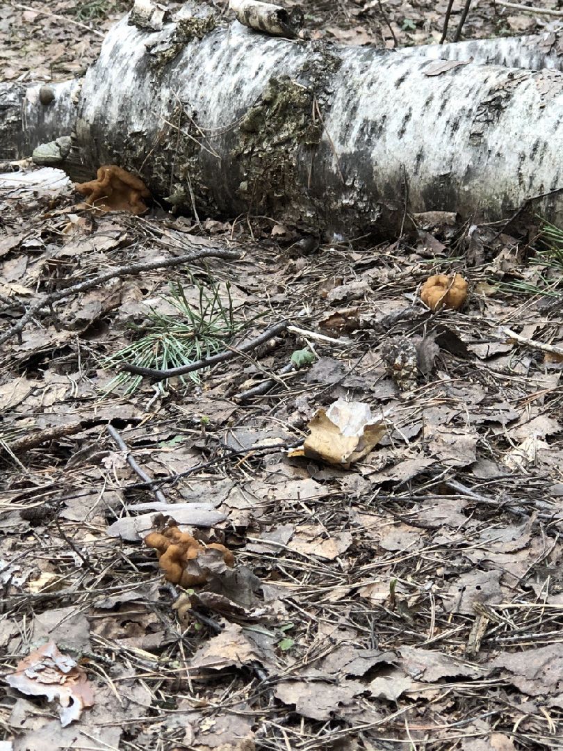 Грибной сезон, строчки, Богородский городской округ, грибы