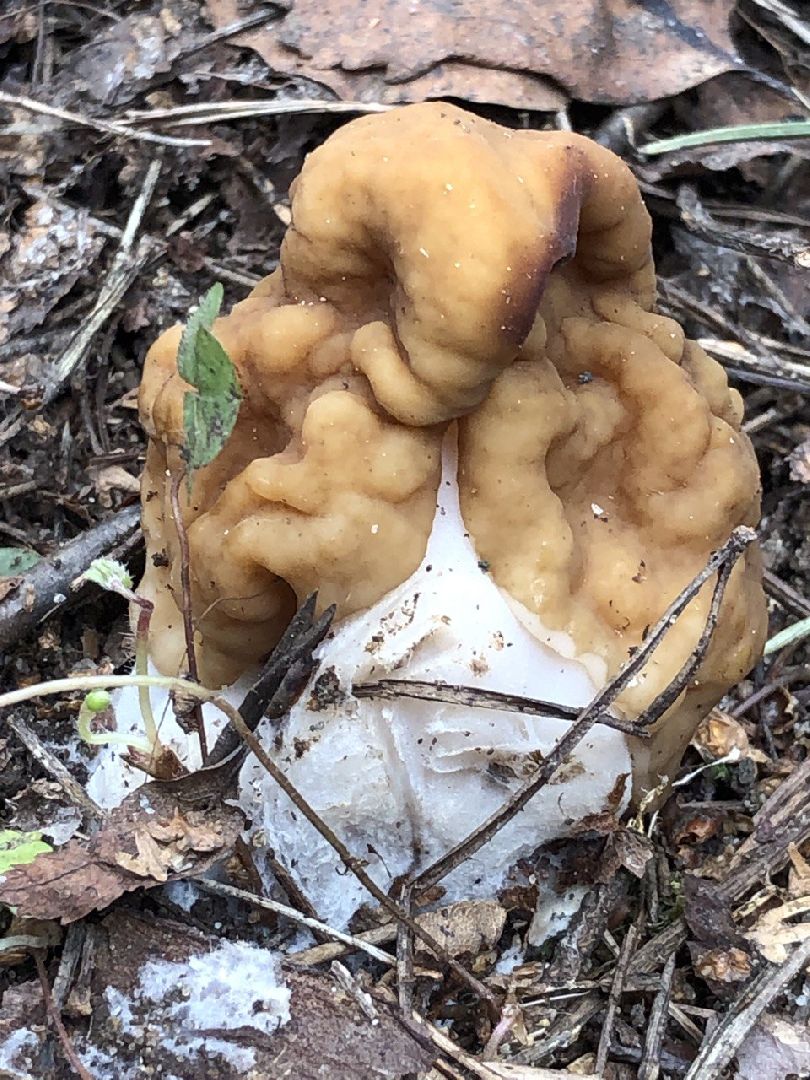 Грибной сезон, строчки, Богородский городской округ, грибы