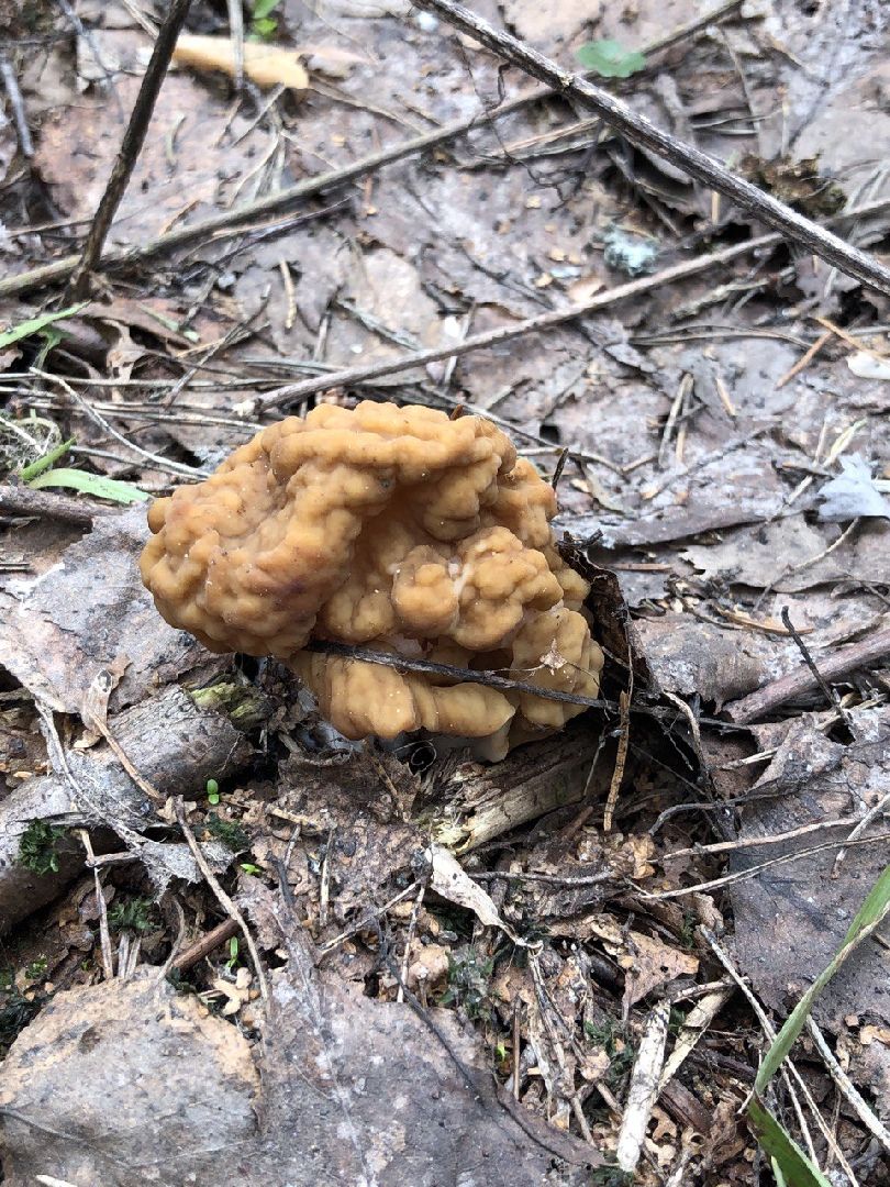 Грибной сезон, строчки, Богородский городской округ, грибы