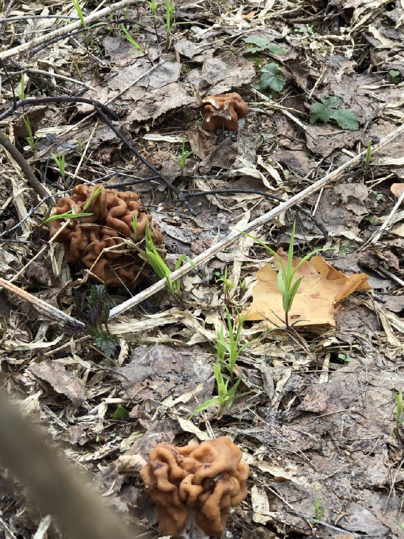 Грибной сезон, строчки, Богородский городской округ, грибы
