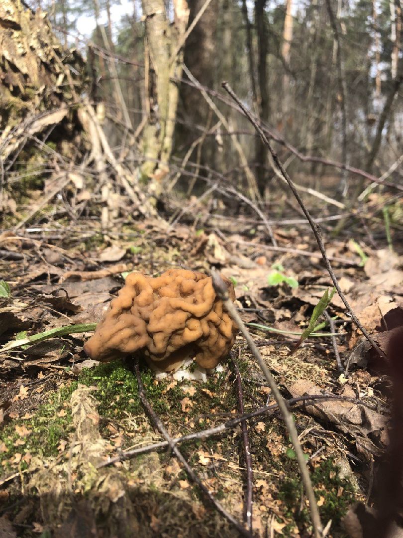 Грибной сезон, строчки, Богородский городской округ, грибы