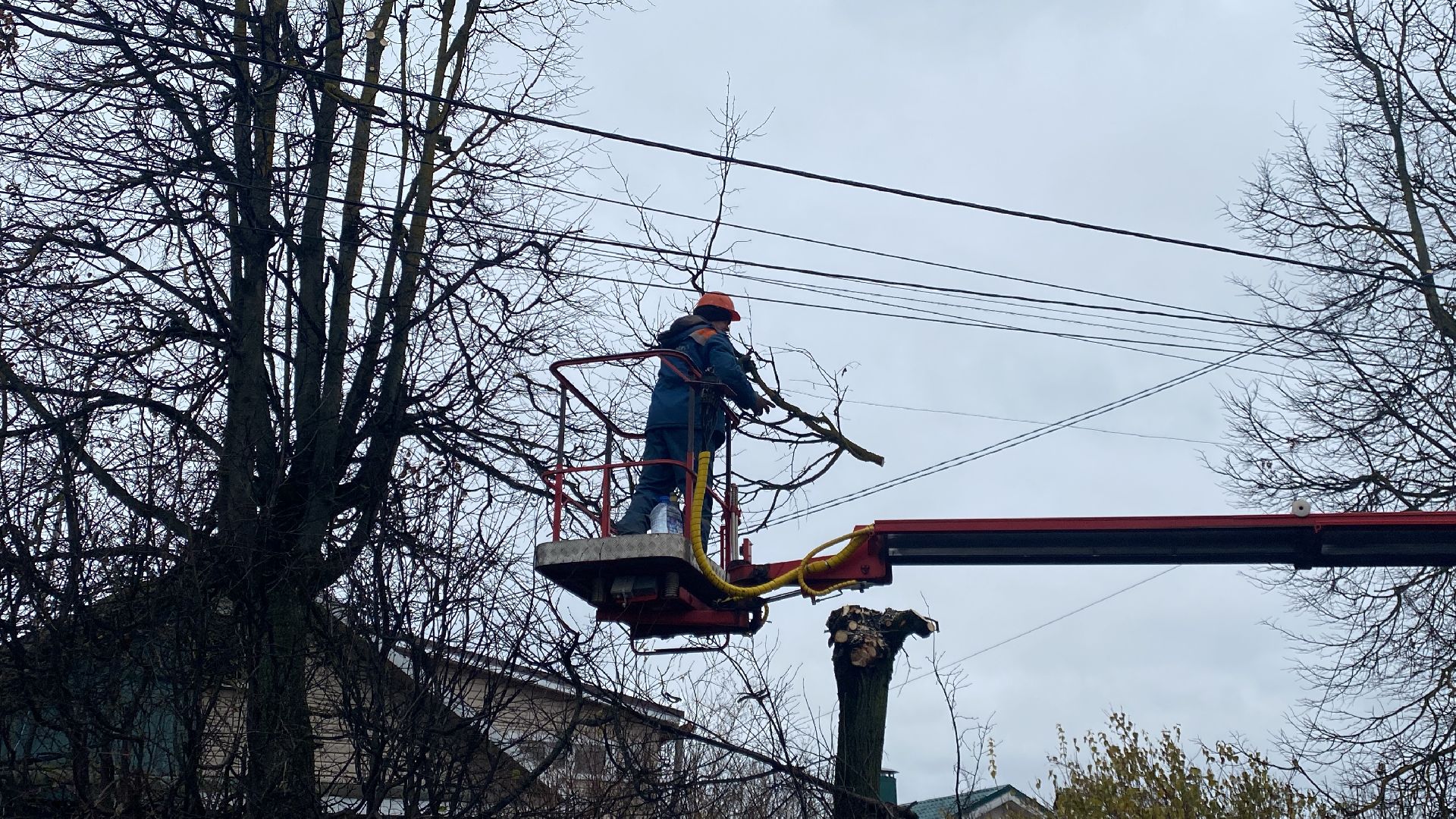 Ветки, Деревья, Истра, спиливание веток, вертикалки,