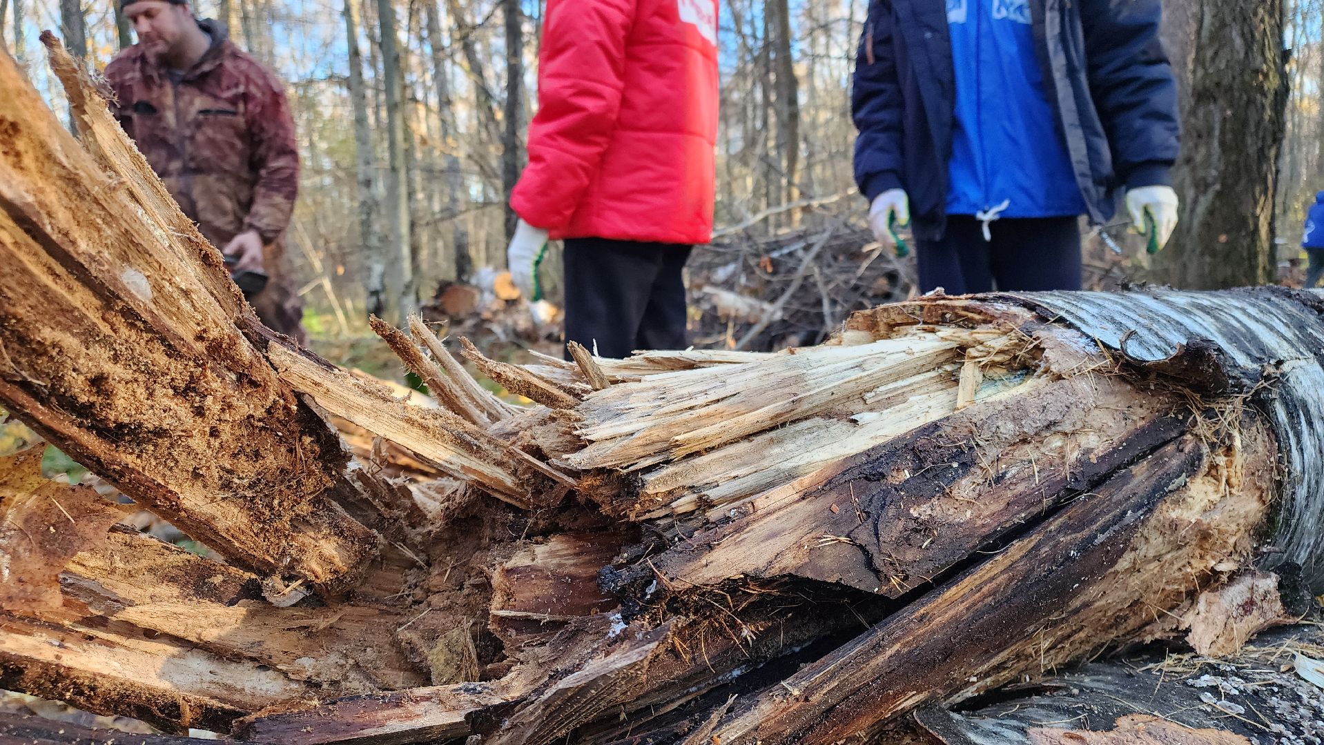 кашира, субботник, чистый лес, благоустройство, вертикалки,