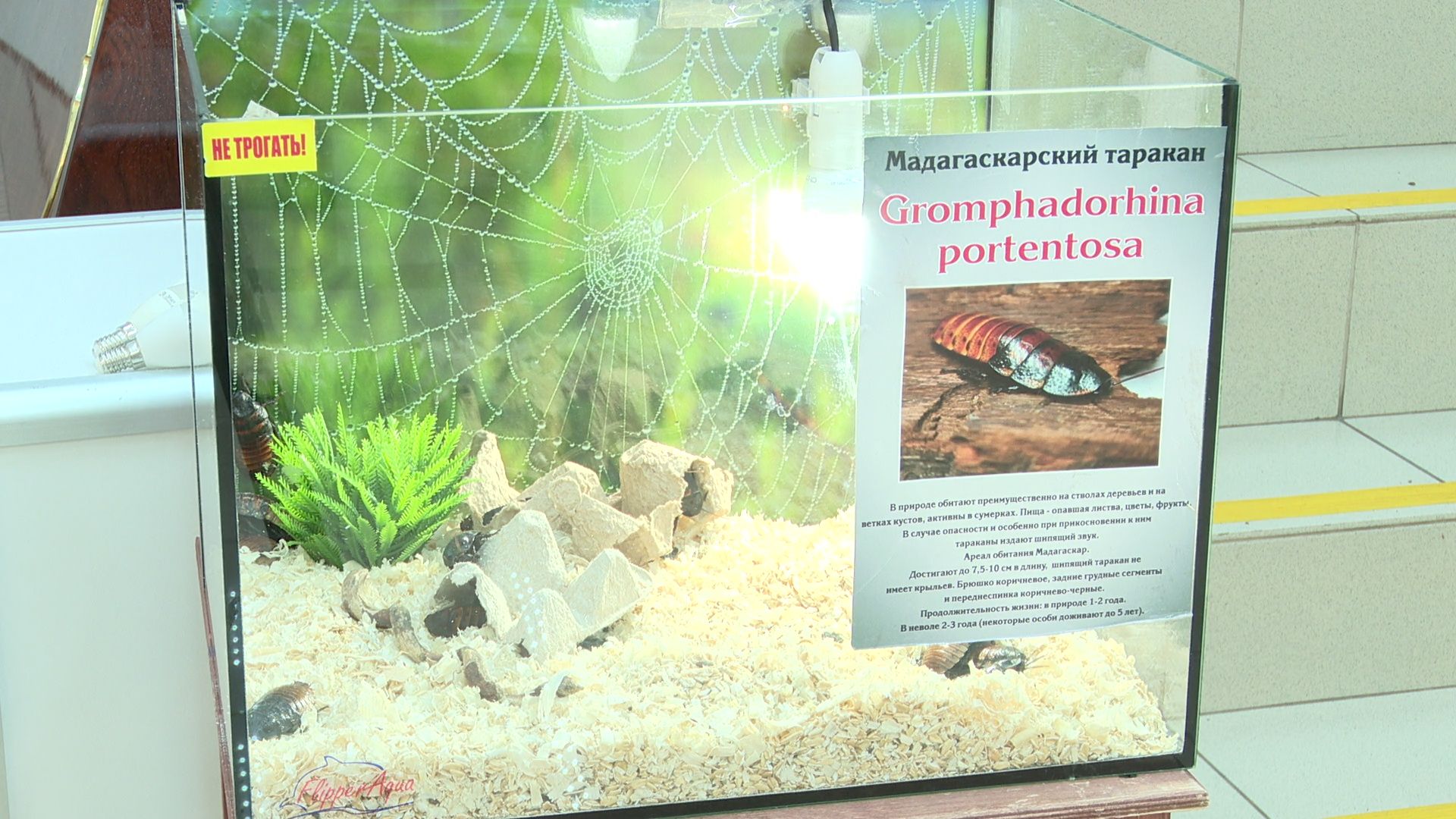 Реутов, вертикалки, культура, музей, выставка, бабочки,