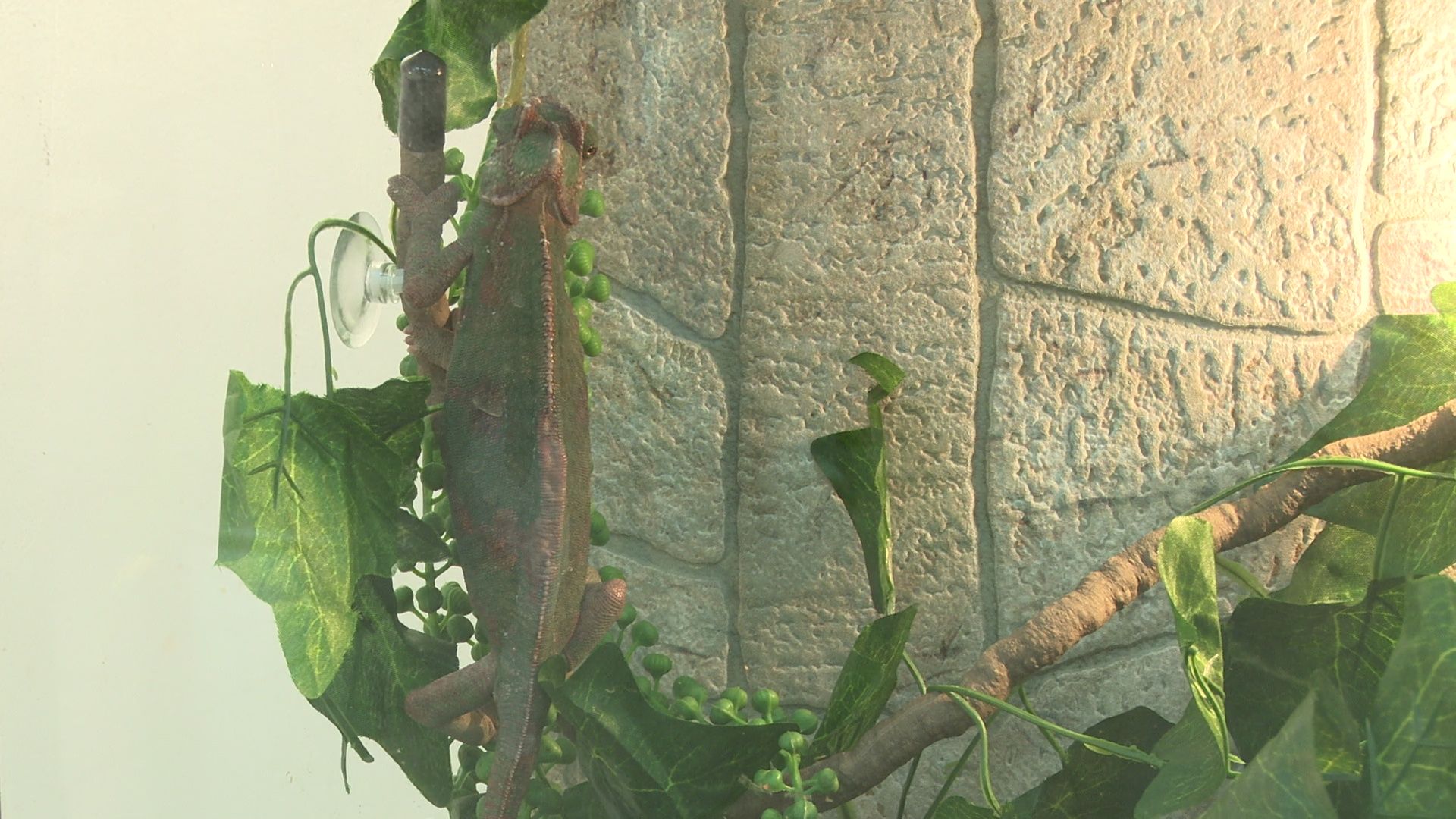 Реутов, вертикалки, культура, музей, выставка, бабочки,