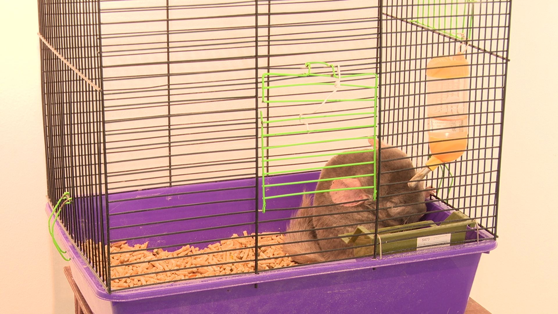 Реутов, вертикалки, культура, музей, выставка, бабочки,