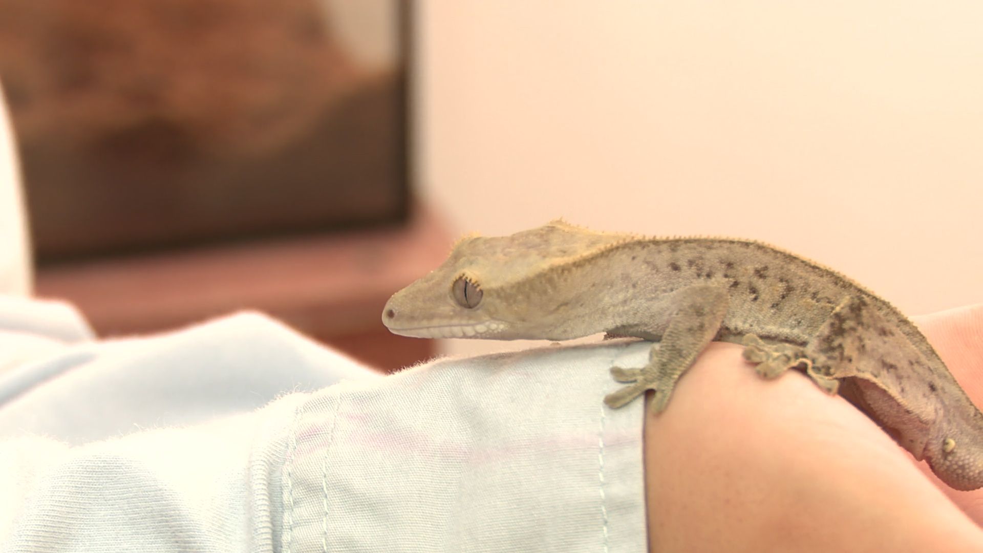 Реутов, вертикалки, культура, музей, выставка, бабочки,