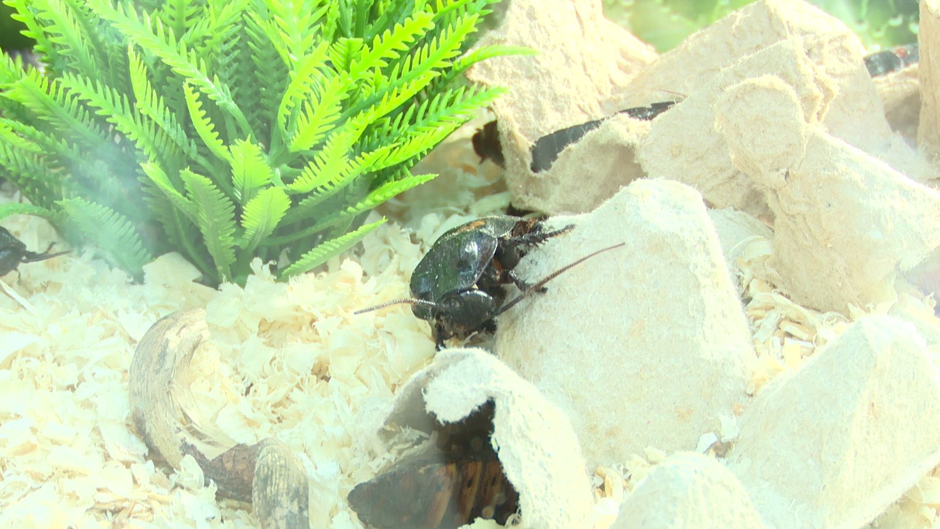 Реутов, вертикалки, культура, музей, выставка, бабочки,