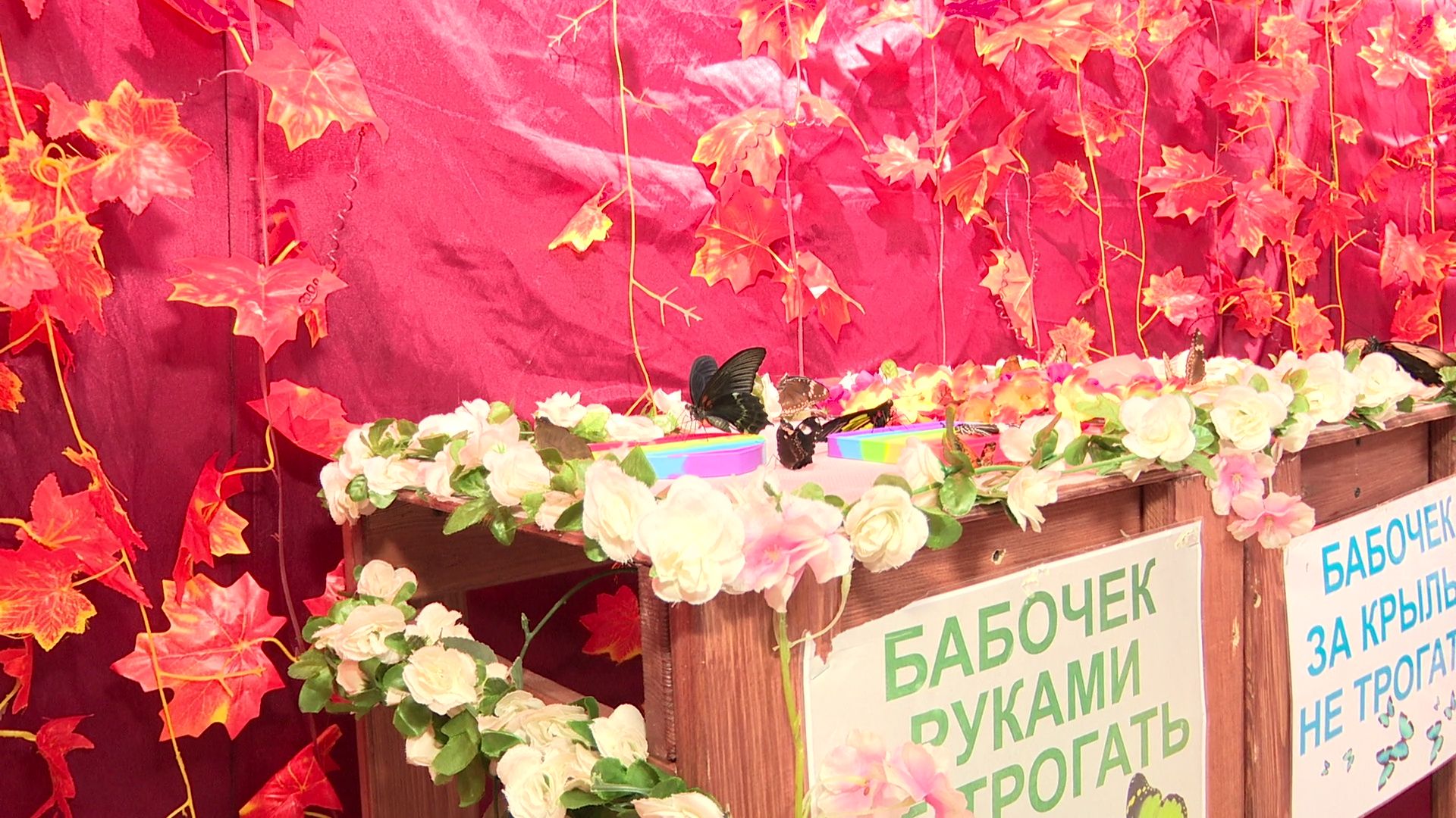 Реутов, вертикалки, культура, музей, выставка, бабочки,