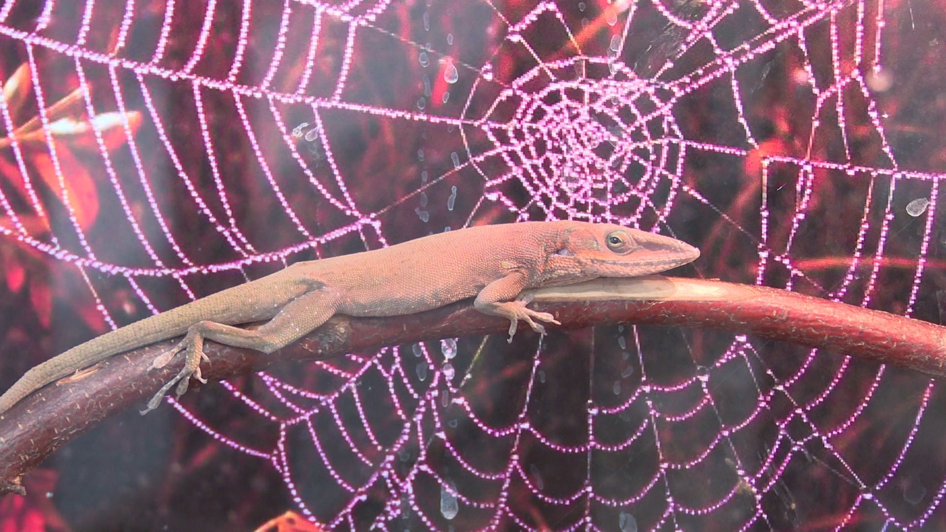 Реутов, вертикалки, культура, музей, выставка, бабочки,